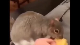 Extra Thicc Squirrel Eats Taco